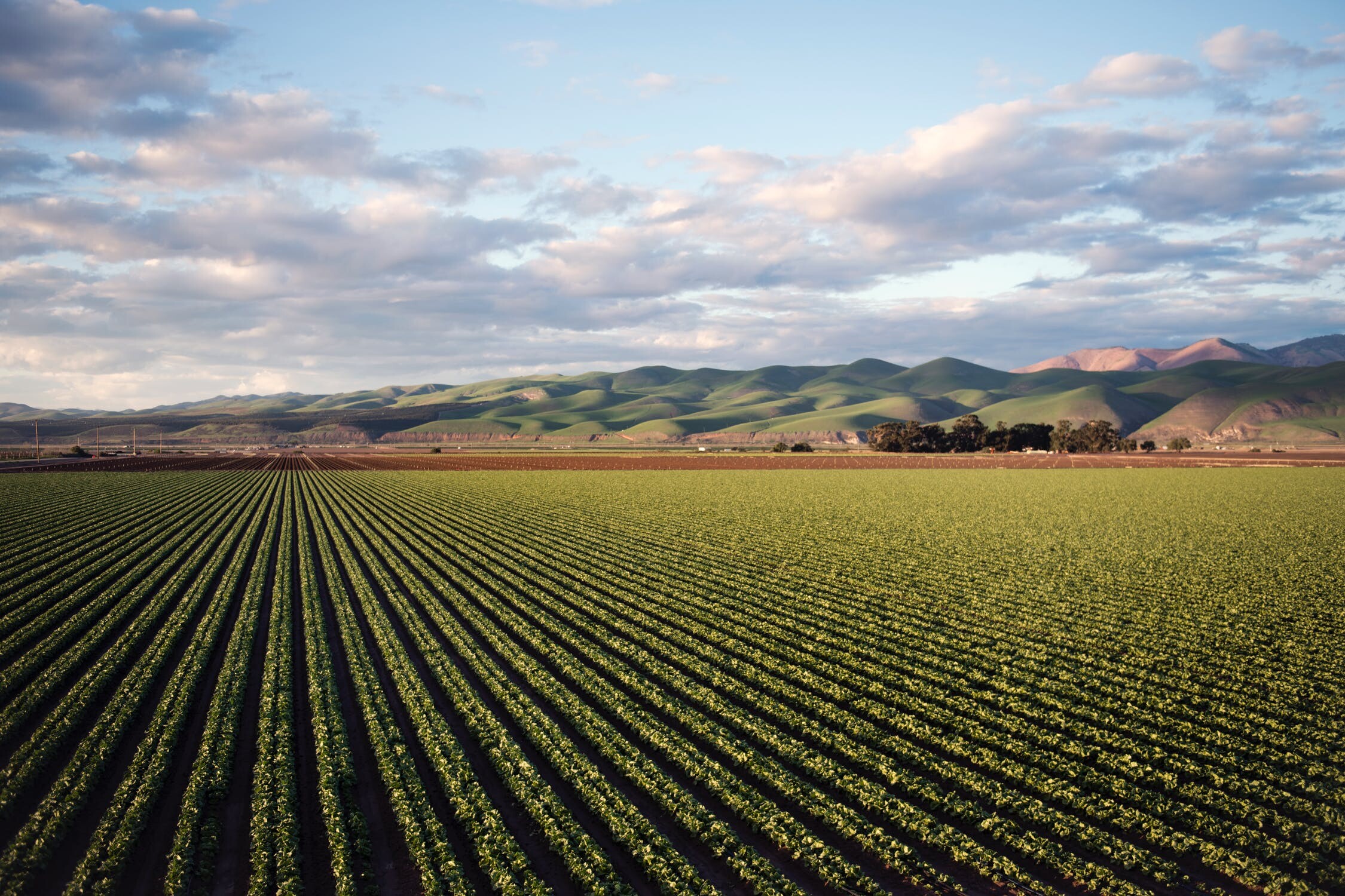 fondi settore agricoltura