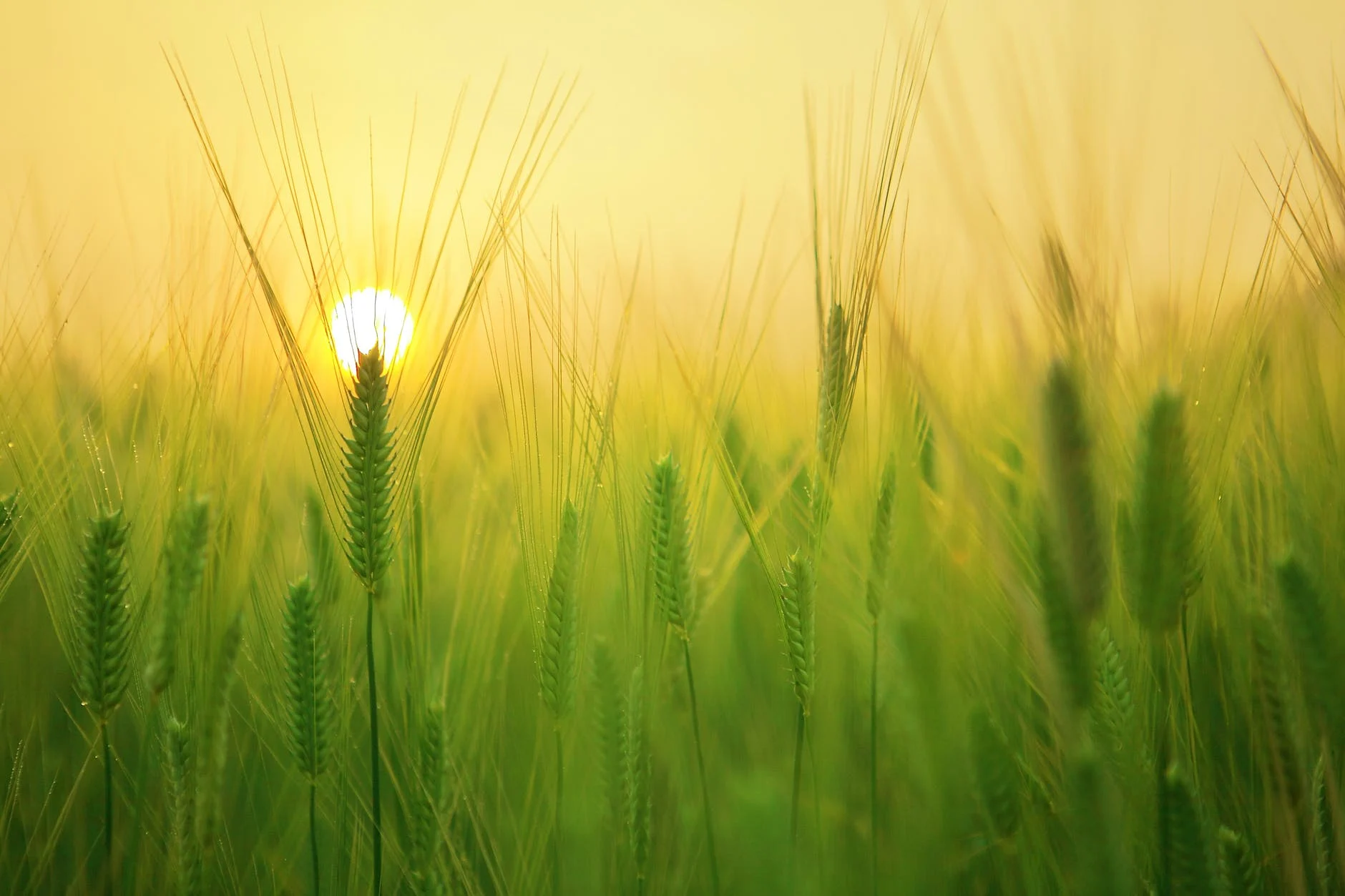 Credito imposta imprese agricole