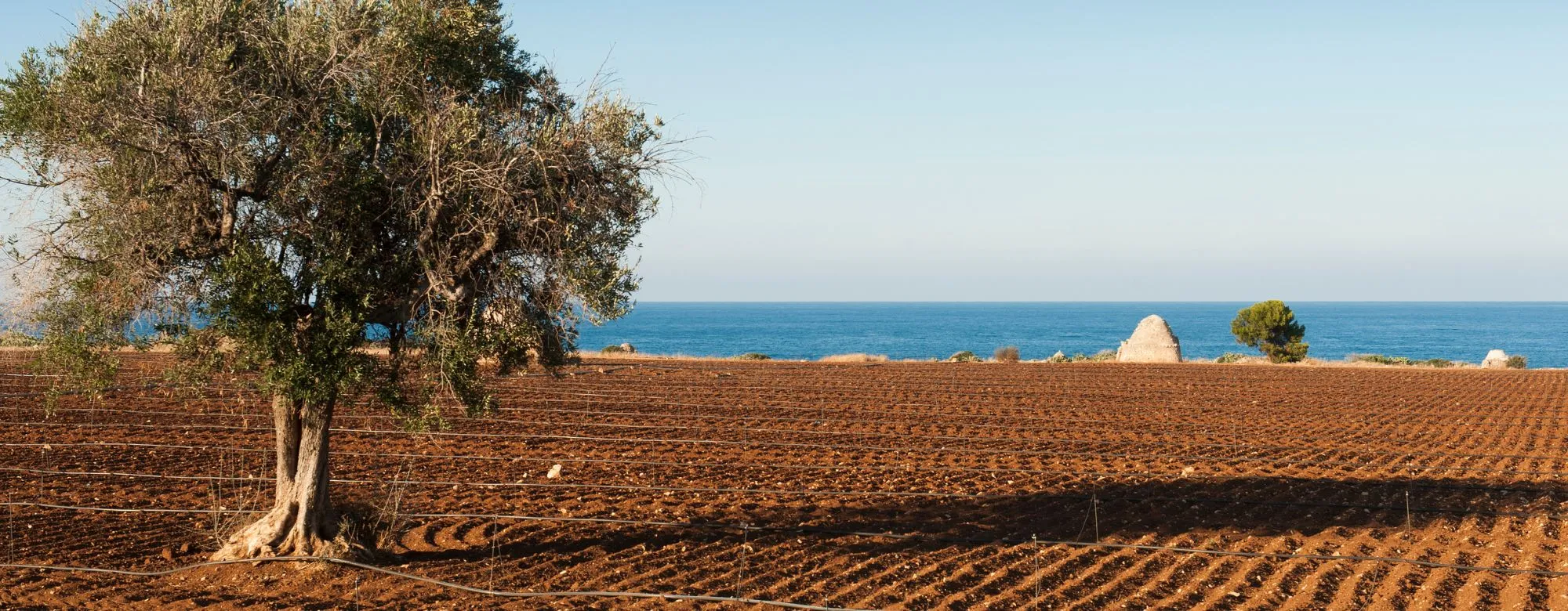 Resto al sud 2024
