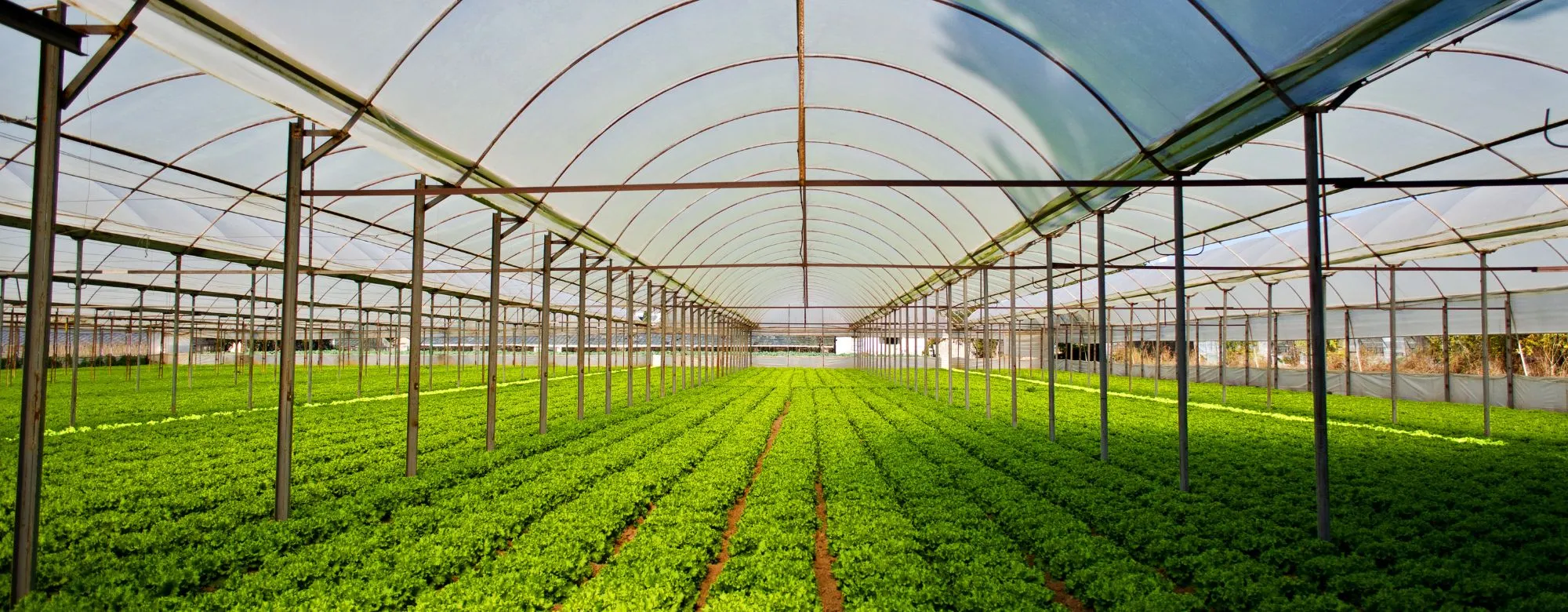 Bandi Emilia-Romagna sostenibilità e innovazione agricola